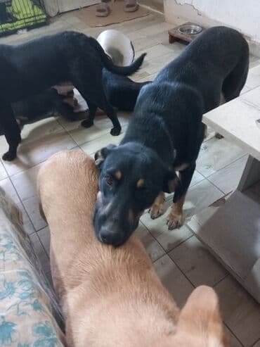mesanac zlatnog retrivera i labradora: 🐾 HITNO TRAŽI DOM – LEPOSAVA, HEROINA IZ MIRIJEVA! 🐾 Leposava je — 3