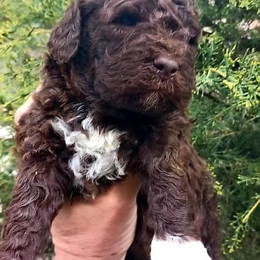 psi za lov: Lagoto Romanjolo štenci Dostupno novo leglo pasa rase LAGOTTO — 6