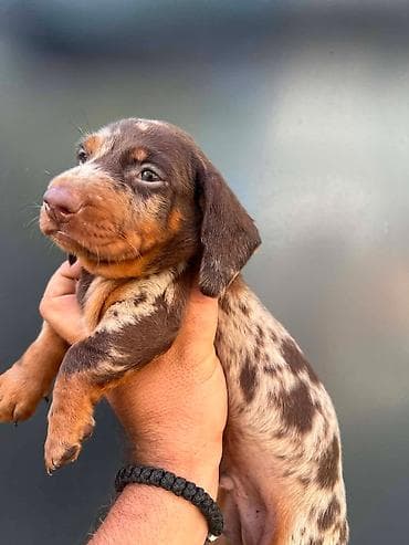 Psi: Patuljasti kratkodlaki jazavičari ekstra mini Patuljasti kratkodlaki — 6