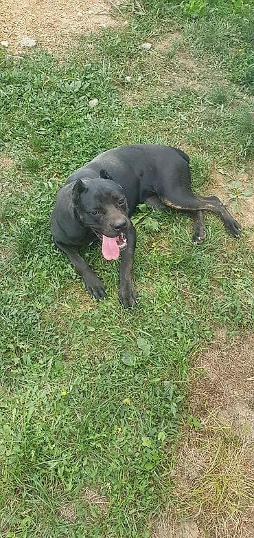 psi za udomljavanje beograd: Trazi se odgovoran vlasnik i ljubitelj rase Cane Corso sa uslovima za — 3