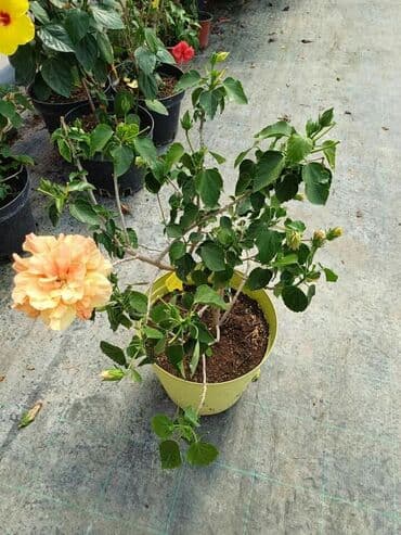 uradi sam boja za tekstil: Hibiskus vise boja po super ceni — 3