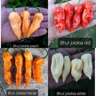 za dvoriste: 🌶Seme najljućih i egzotičnih čili papričica🌶 Za kupljenih pet — 10