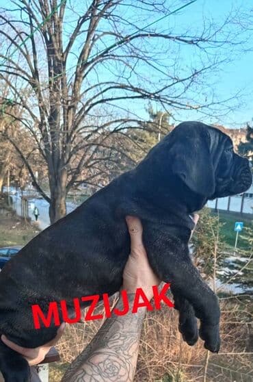 psi za dvoriste prodaja: U ponudi stenci Cane Corso kvalitetne krvne linije, odnegovani u — 5