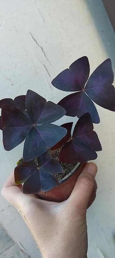 Oxalis triangularis „Purple Shamrock” – ukrasna sobna biljka - Vrsta