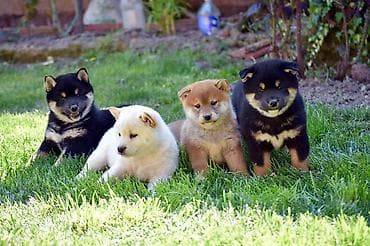 za stan mali psi na poklon: NEW "MINMIGORA' S" litter "Minmigora' s" Shiba Inu kennel present new — 5