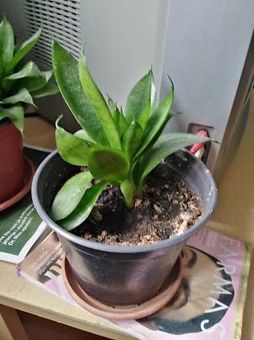 plasticne kucice: Sanseverija (Sansevieria) u saksiji - Kompaktna varijanta sa — 1