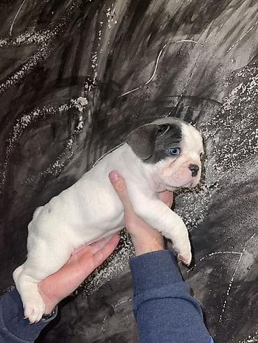 pomeranac mali psi za stan na poklon: Francuski buldog štenci – merle i bele šare, plave oči - Rasa — 5