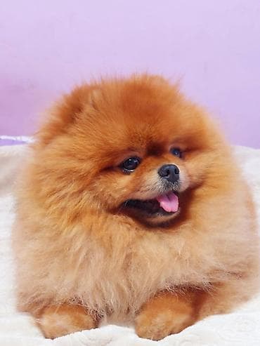 njuškalo psi pekinezeri na poklon: Pomeranian Star renomirana odgajivačnica pomeranaca iz Beograda je — 9