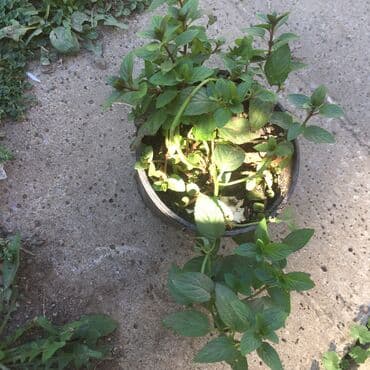 forma ideale sto za dnevnu sobu: Razno ne mrzne — 10