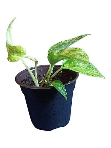 Sobna biljka – pothos (Epipremnum aureum) u saksiji - Raznobojni