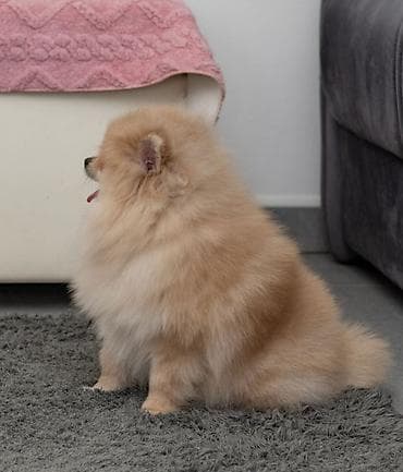 mali psi na poklon novi sad: Muzjak i zenka Pomeranca. Starost 7 meseci. Cena na upit — 5