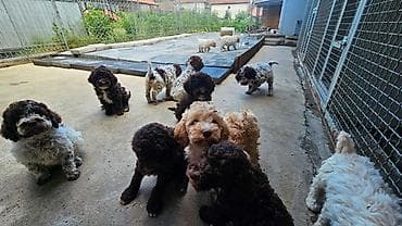 lagoto romanjolo za stan: Lagotto Romagnolo štenci Dostupni štenci Lagoto Romanjolo od roditelja — 2