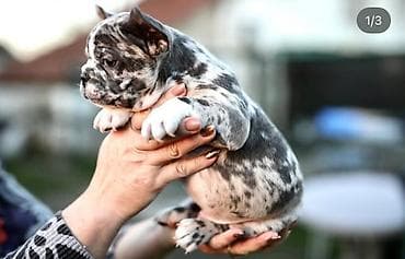 bigl kuce: – Na prodaju plavi i merle egzoticni francuski buldozi koji su — 5