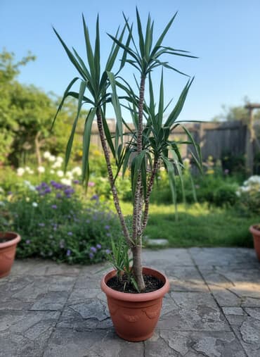 drva za ogrev kraljevo: Juka (Yucca) u saksiji – višestabla, visoka dekorativna biljka - — 1