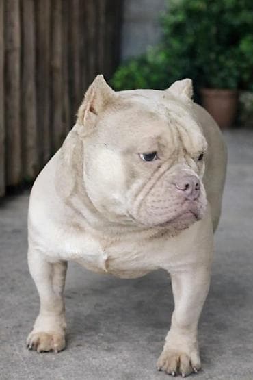 kavezi za pse cena: American Bully Ženka je stara 13 meseci, vrhunskog, izuzetnog porekla — 4