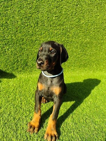 Psi: Doberman štenci dostupni Stari 55 dana Zlatni ( žuti) mužijak - 700 — 3