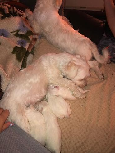 french bulldog psi: Na prodaju stenci maltezeri majka je mini otac patuljasti cistokrvni — 6