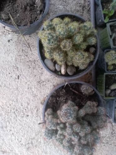 decije sobe za devojcice: Kaktusi — 7