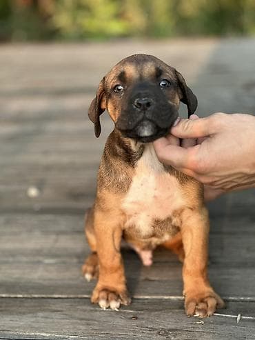 beli psi veliki: Rasa Cane Corso snažne građe) Starost: 45dana Boja dlake: nijanse — 4