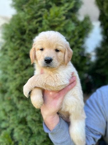 ljubimci na poklon: Na prodaju stenci Zlatnog retrivera ostenjeni 19.01.2026. Stenci su — 4