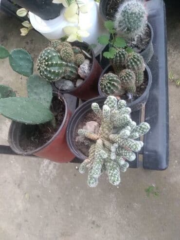 decije sobe za devojcice: Kaktusi — 6