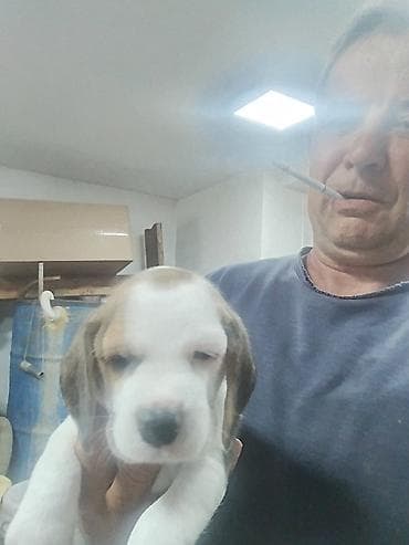 labrador stenci bez papira: Na prodaju 2 zenke 1 zenka. Ostenjeni 11 aprila 2025. Majka AZRA is — 6