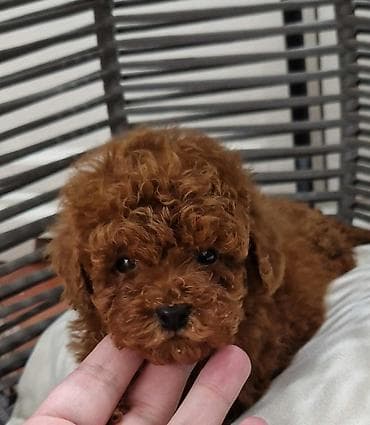 Pudle toy I teacup Registrovana odgajivacnica Hopy queen poodle ima