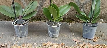 Ostale kućne biljke: Phalaenopsis - 3300 ( cena za sve tri) Phalaenopsis orhideje u — 5