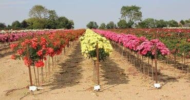 Baštenska dekoracija: Ruže stablašice – ukrasne ruže kalemljene - Različite boje i oblici — 3