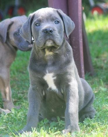 kućice za pse beograd: Cane Corso štenci U ponudi veoma perspektivni štenci iz različitih — 6