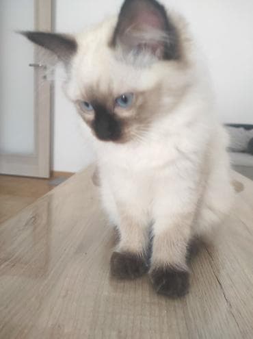 poklanjam mace: Ragdoll mačići – blue point rođeni 02.04. - Prelepi ragdoll mačići sa — 10