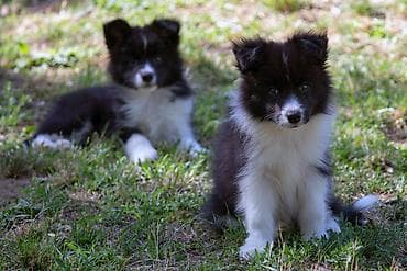 štenci šarplaninca na prodaju: Border Collie - Border koli štenad. Registrovana odgajivačnica FCI — 4