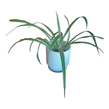 sobna vrata ruma: Sobna biljka Chlorophytum comosum u modernoj saksiji - Vrsta — 3