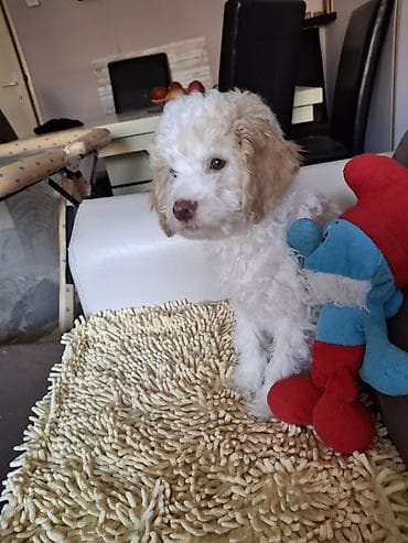 riba cena: Rase: kovrdžavi štenad malog do srednjeg rasta rase Lagotto Romagnolo — 7