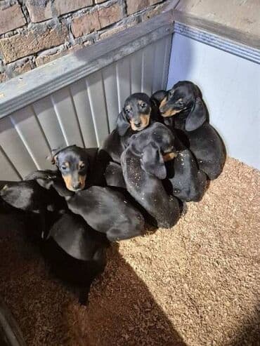 Cats: Jazavičar štenci U ponudi štenci jazavičara, starosti 2 meseca, dva — 3