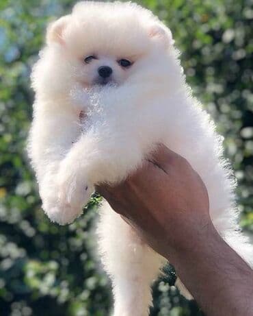 Psi: Pomeranac / Pomeranian / Boo štenci Ako ste odgovorna osoba i imate — 8