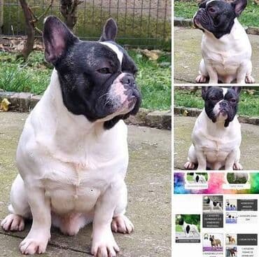 Psi: Na prodaju štenad francuskog buldoga,iz odgajivacnice Bresye Frenchie — 1