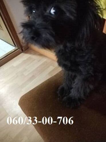 civave psi: Poklanjam Muško štene Maltipoo majka crna mala pudla, otac maltezer — 2