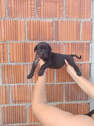 nemački špic cena: Cane Corso štenci šampionskog porekla! Tražite moćnog čuvara i odanog — 10