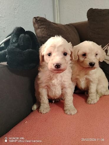 beli haski cena: Štenci malog rasta – krem bele boje, bucmasti i kovrdžavog krzna. Dva — 3