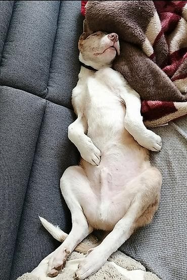 bul terijer mini: Miki traži dom. Mešanac je u tipu pit bula. Ima 10 meseci, vakcinisan — 3