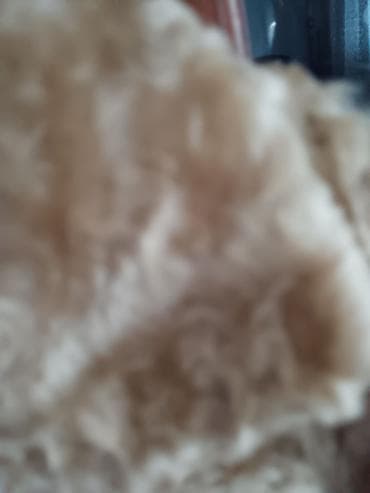 Sweatpants sets: Ženska bunda/kaput od astragan krzna, bež-krem nijanse. - Materijal — 5