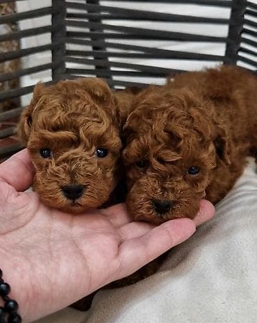 labradori na poklon: Pudle toy I teacup Registrovana odgajivacnica Hopy queen poodle ima — 2