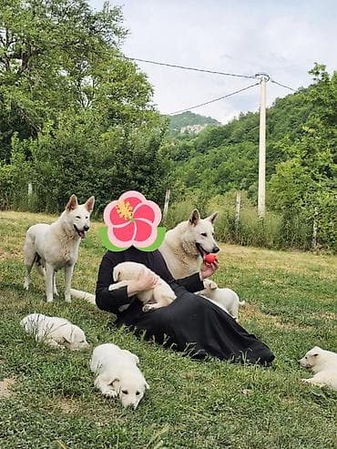 seat pets: Na prodaju prelepi čistokrvni štenci Belog švajcarskog ovčara stari — 4