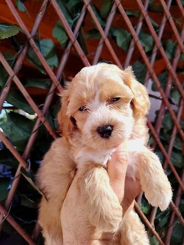 maltezeri cena: Dostupni za preuzimanje MALTIPOO prelepi, razigrani stenci, 4 decaka — 4