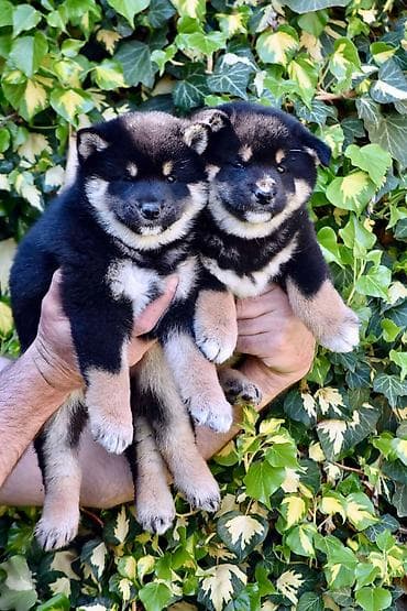 za stan mali psi na poklon: NEW "MINMIGORA' S" litter "Minmigora' s" Shiba Inu kennel present new — 8