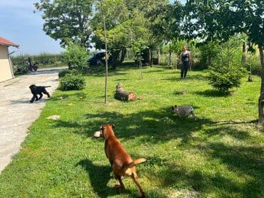 Sweatpants: Hotel za pse Ideal Da li planirate putovanje, posao ili odmor, a ne — 12