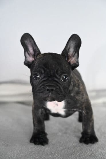 haski stene: Francuski buldog – štene tigraste (brindle) boje sa belom zvezdom na — 3