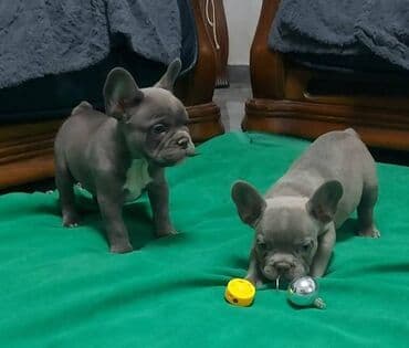 štenci nemačkog ovčara: Francuski buldog štenci egzotične plave boje, veseli umiljati, stručno — 6