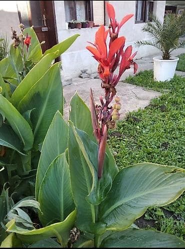 Lukovice crvene kane-komad 150 din na lalafo.rs Lukovice crvene kane-komad 150 din